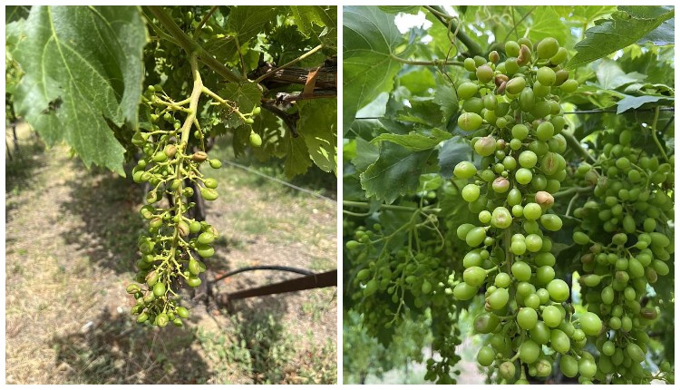 χαλαζόπτωση