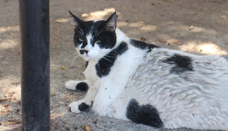 Chonkus Maximus
