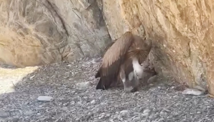γυπαετό