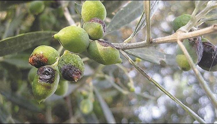 Δάκος