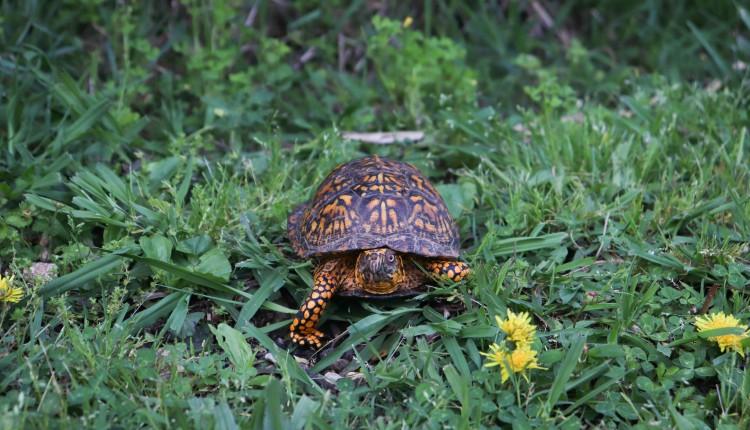 Caretta caretta