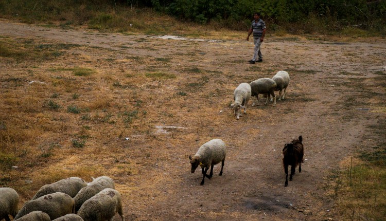 κτηνοτρόφος