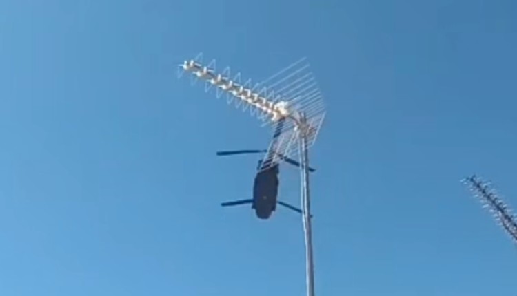 Σινούκ