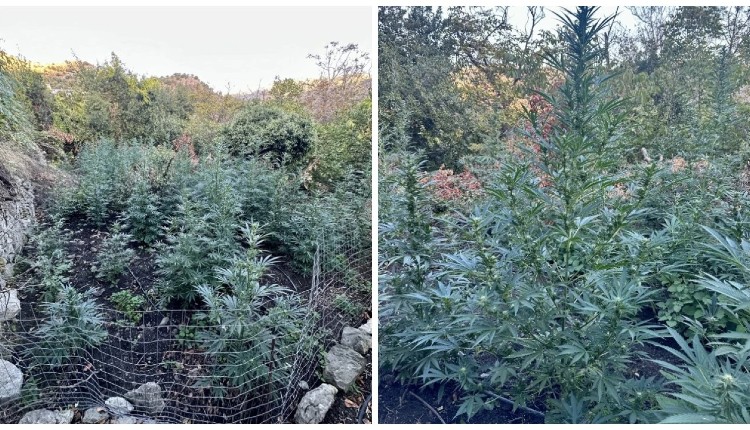 Χασισοφυτεία