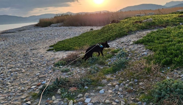 δηλητηριάσεων