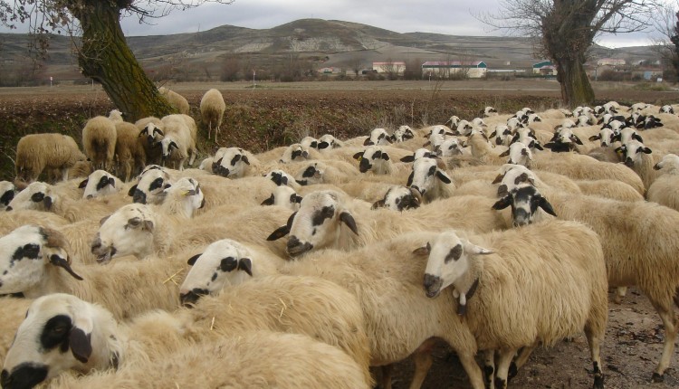 πρόβατα ΟΠΕΚΕΠΕ